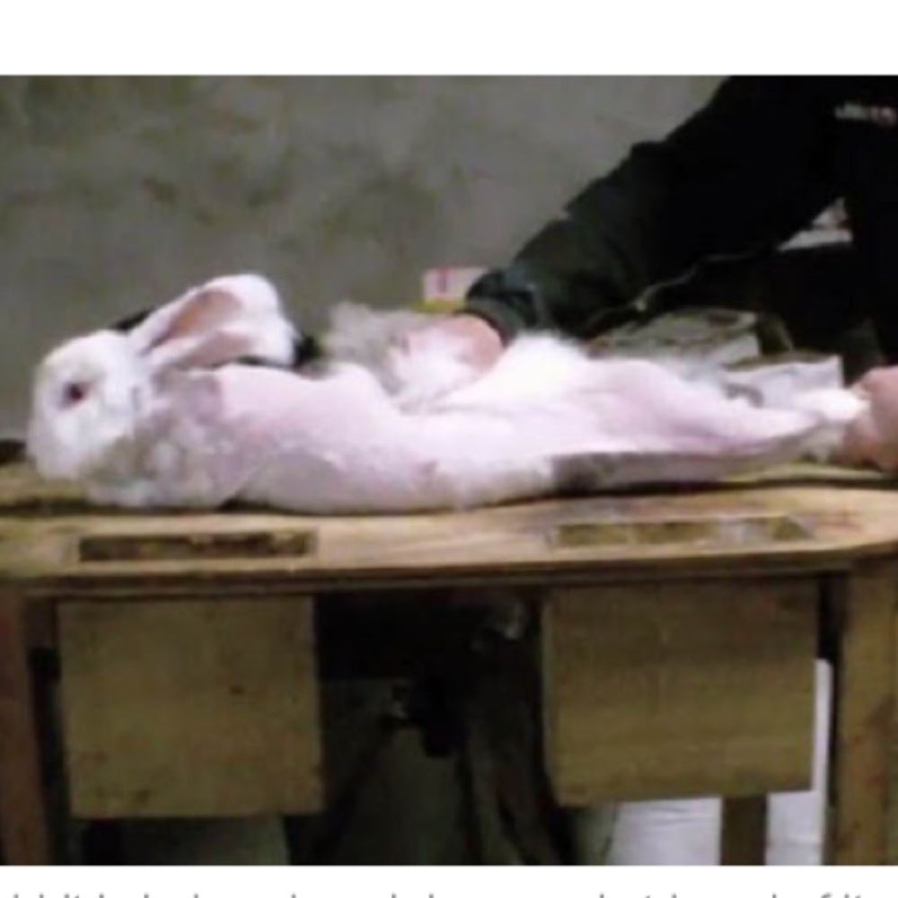 PLZ BUY PRE-OWNED FUR PRODUCTS
‼️NOT FOR SALE‼️ - Picture 7 of 13